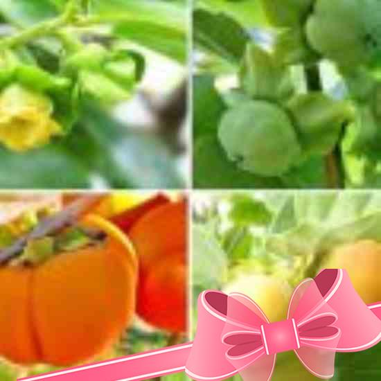 Секреты выращивания авокадо из косточки в домашних условиях