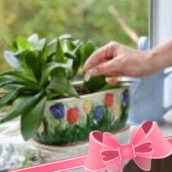 Инструкция по применению агриколы как удобрения для комнатных цветов и растений