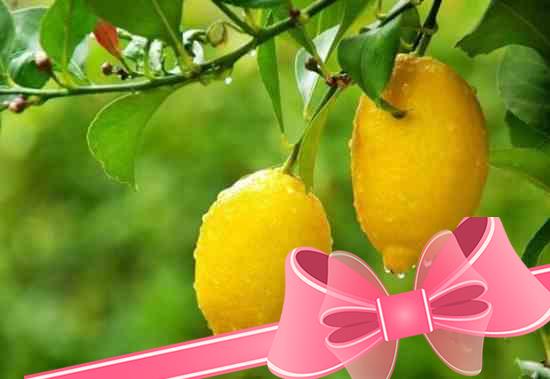 Как ухаживать за лимоном в домашних условиях: размножение и укоренение дерева