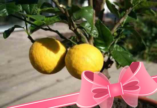 Как ухаживать за лимоном в домашних условиях: размножение и укоренение дерева