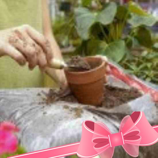 Правильное применение шариков гидрогеля для выращивания декоративных и комнатных растений