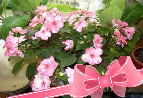 Комнатные растения цветущие круглый год: неприхотливые сорта домашних цветов