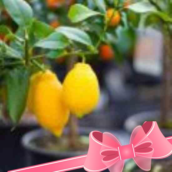 Как заставить плодоносить лимонное дерево: советы и рекомендации специалистов