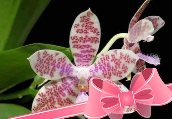 Самые популярные виды и сорта орхидеи фаленопсис для выращивания дома