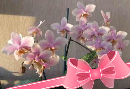 Самые популярные виды и сорта орхидеи фаленопсис для выращивания дома