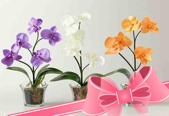 Как правильно выбрать горшки для орхидей? Определяемся с материалом и размером