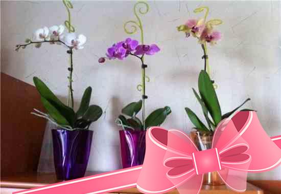 Как правильно выбрать горшки для орхидей? Определяемся с материалом и размером