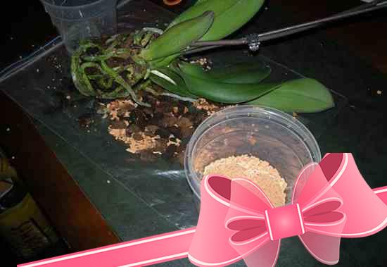 Как выращивать и ухаживать за орхидеей мильтонией в домашних условиях