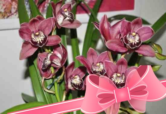 Как ухаживать за орхидеей цимбидиум в домашних условиях: основные правила выращивания
