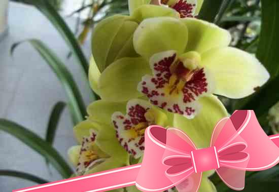 Как ухаживать за орхидеей цимбидиум в домашних условиях: основные правила выращивания