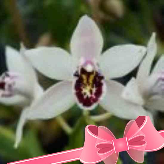 Как ухаживать за орхидеей каттлея в домашних условиях?