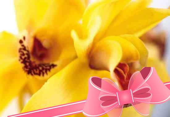 Как ухаживать за желтой орхидеей (фаленопсисом) в домашних условиях?