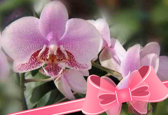 Разновидности орхидей для выращивания в квартирных условиях