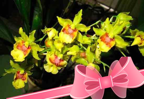 Разновидности орхидей для выращивания в квартирных условиях