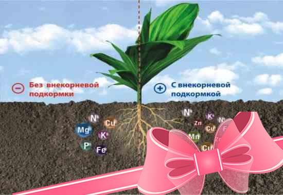 Влияние хелатных микроудобрений на развитие растения