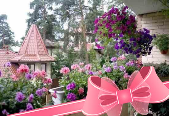 Цветы для балкона: фото, названия и разновидности комнатных растений