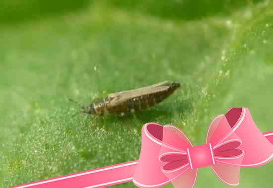 Как бороться с вредителями (насекомыми, паразитами) комнатных растений: виды паразитов и способы обработки