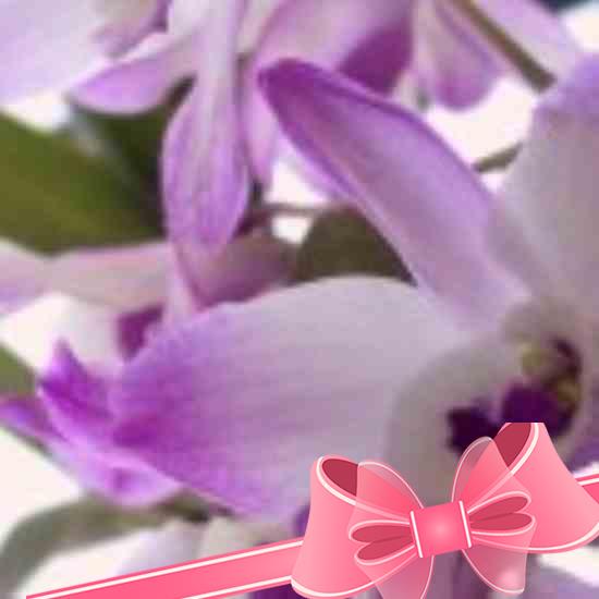 Как ухаживать за орхидеей камбрией в домашних условиях