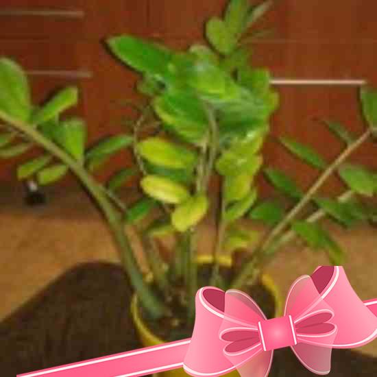 Комнатное растение калатея: как ухаживать, пересаживать и размножать