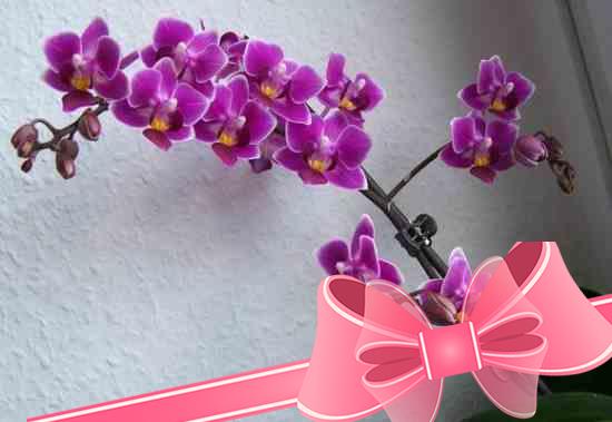 Выращивание и уход за орхидеей в домашних условиях