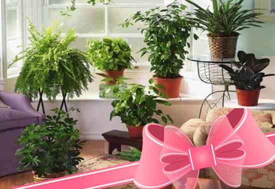 Тенелюбивые комнатные растения: неприхотливые, цветущие, ампельные