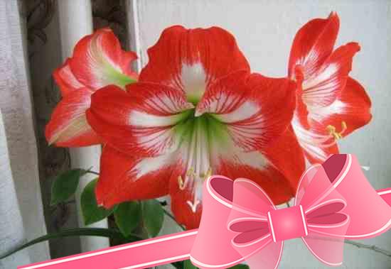 Цветок амариллис в домашних условиях: посадка, уход, выращивание