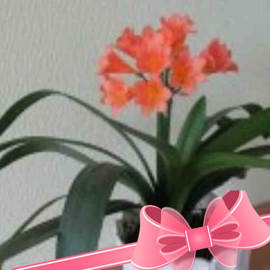 Цветок амариллис в домашних условиях: посадка, уход, выращивание