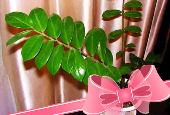 Комнатное растение долларовое дерево уход в домашних условиях и выращивание