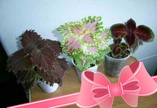 Цветок колеус уход и выращивание в домашних условиях