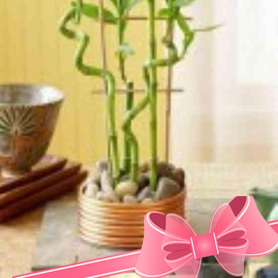 Цветок колеус уход и выращивание в домашних условиях