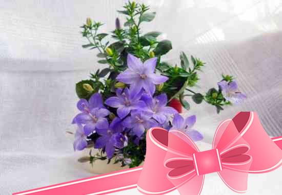 Уход за комнатным растением колокольчик в домашних условиях: выращивание цветка