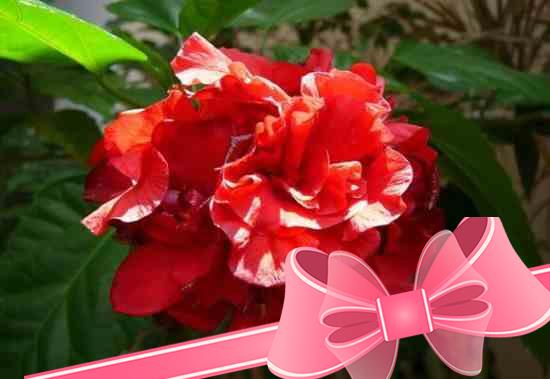Цветок смерти китайская роза: можно ли держать дома, вред и польза растения