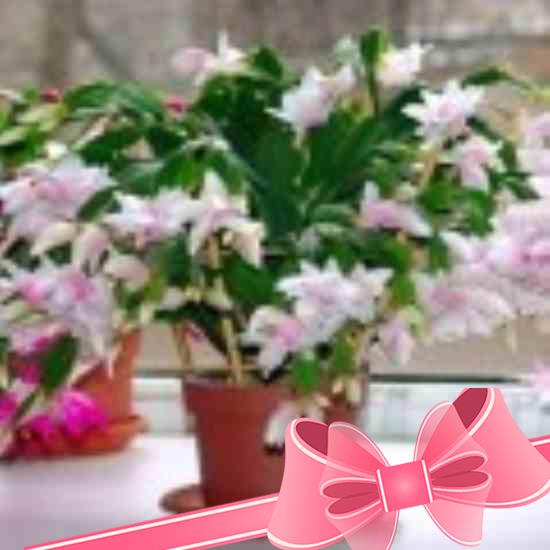 Цветок смерти китайская роза: можно ли держать дома, вред и польза растения