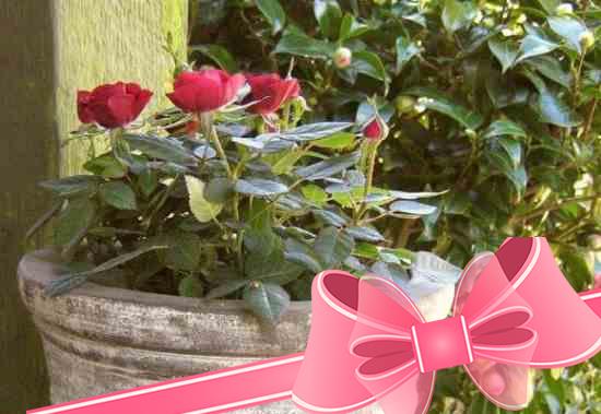 Выращивание миниатюрных роз и мелких сортов цветка в домашних условиях