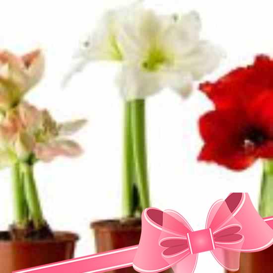 Как выращивать и ухаживать за комнатным цветком папоротником в домашних условиях