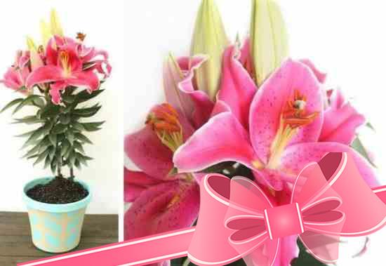 Выращивание и уход за комнатным цветком лилией в домашних условиях
