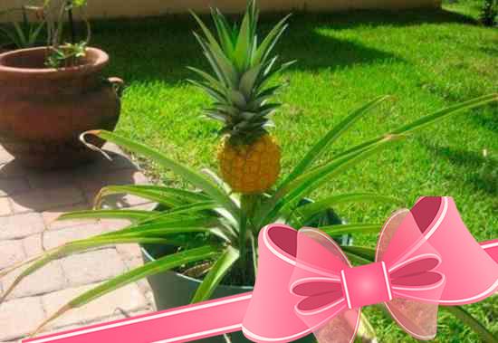 Уход за комнатным ананасом в домашних условиях и правила выращивания
