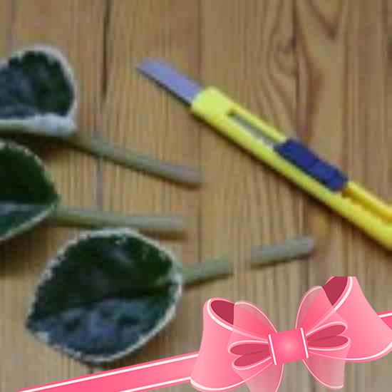 Размножение узамбарской фиалки: черенками, листом, семенами и цветоносом