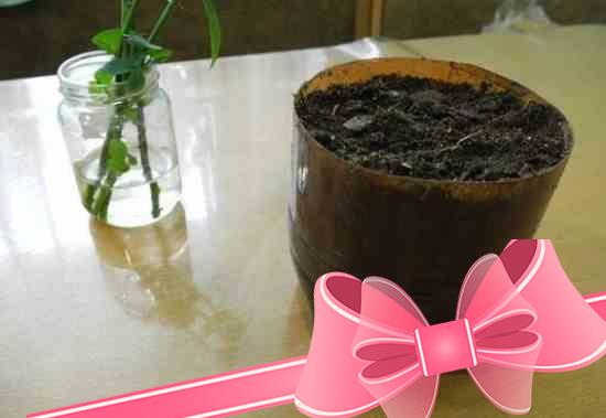 Размножение, укоренение и выращивание розы из черенка в домашних условиях