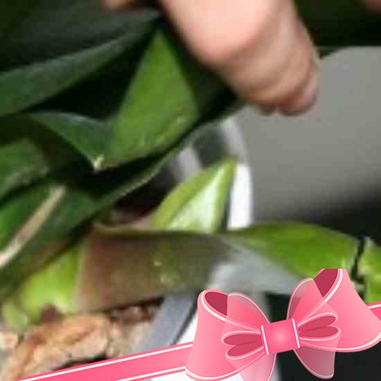 Как правильно размножать замиокулькас: черенками, листом и веткой