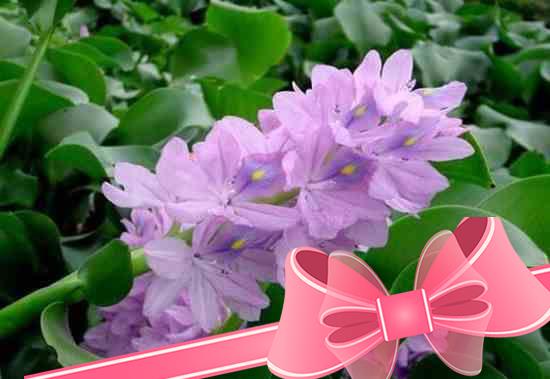 Как сохранить водяной гиацинт зимой? Основные правила по выращиванию и уходу за цветком