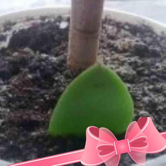 Как посадить гиацинты осенью: выбор луковиц, емкости и подготовка грунта