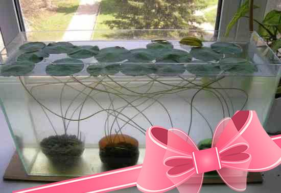 Как вырастить цветок лотоса в домашних условиях?