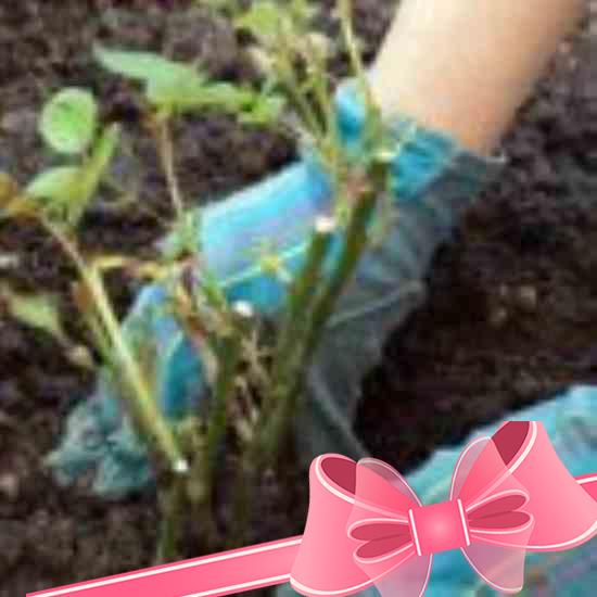 Выращивание, правильная посадка и уход за розами Флорибунда