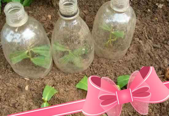 Многолетние флоксы: правила ухода и выращивание из семян