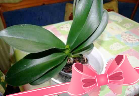 Как поливать орхидею фаленопсис и какую воду для этого использовать