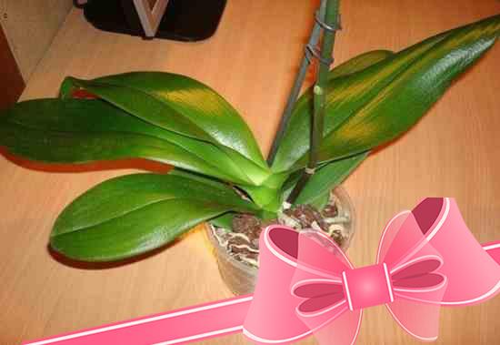 Какое выбрать удобрение для подкормки орхидеи фаленопсис