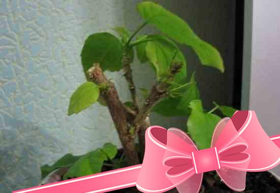 Как правильно ухаживать за китайской розой в домашних условиях: выращивание и размножение