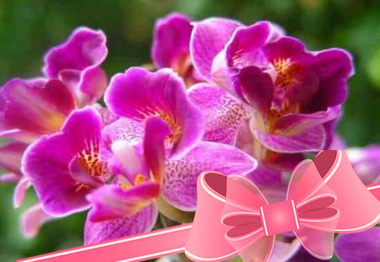 Как ухаживать за орхидеей дендробиум в домашних условиях?