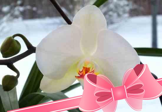 Как ухаживать за орхидеями зимой?